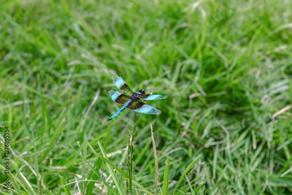 Obraz dragonfly on the grass