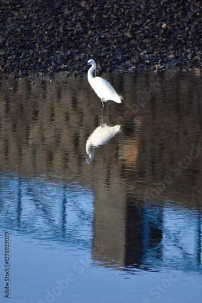 Fototapeta A beautiful Heron in LANZAROTE