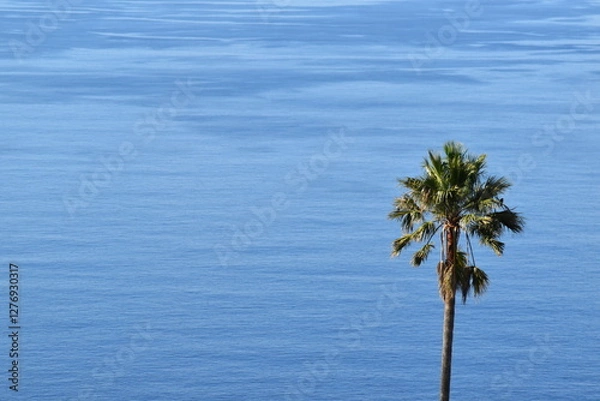 Fototapeta palm tree on the beach