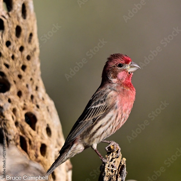 Obraz Finch on a cholla cactus skeleton