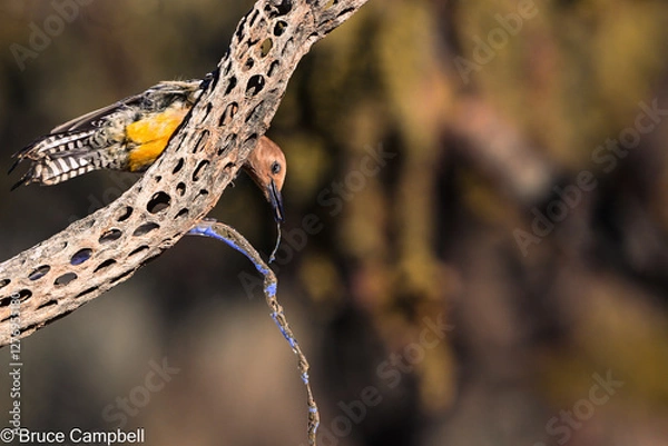 Obraz Woodpecker reaching for a drink of water