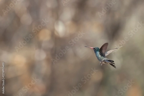Obraz Lucifer's hummingbird in flight 