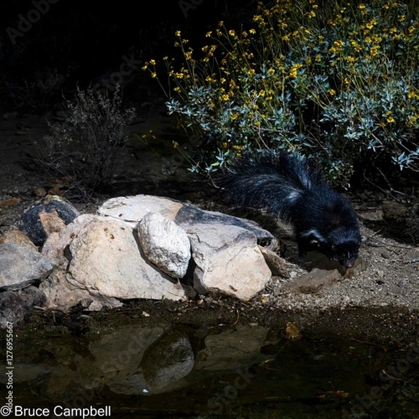 Obraz Skunk looking for water