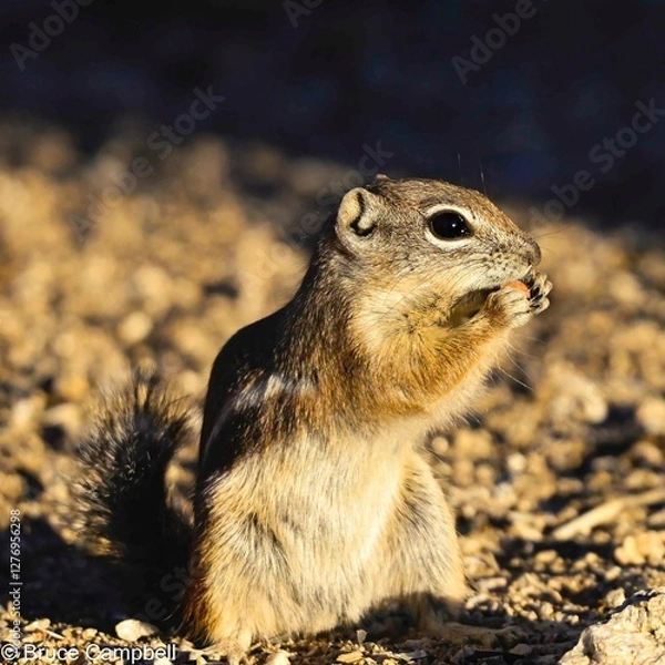 Obraz squirrel on the ground
