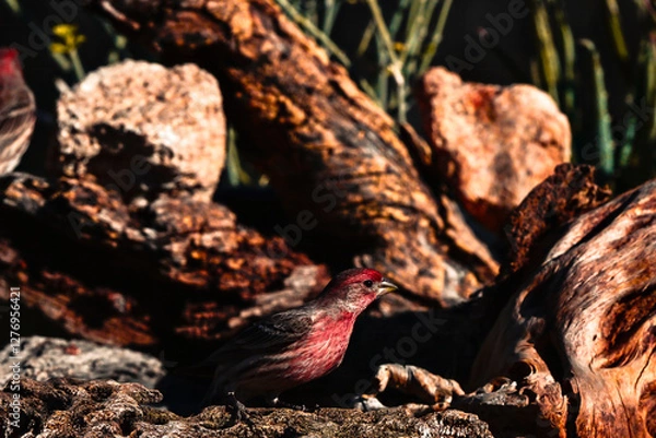 Obraz Finch resting on a log 
