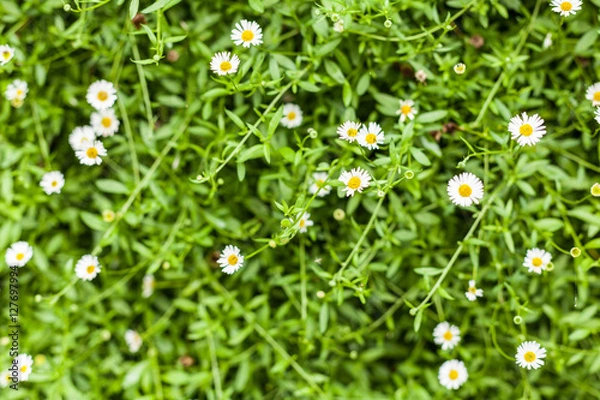 Obraz white daisy flowers