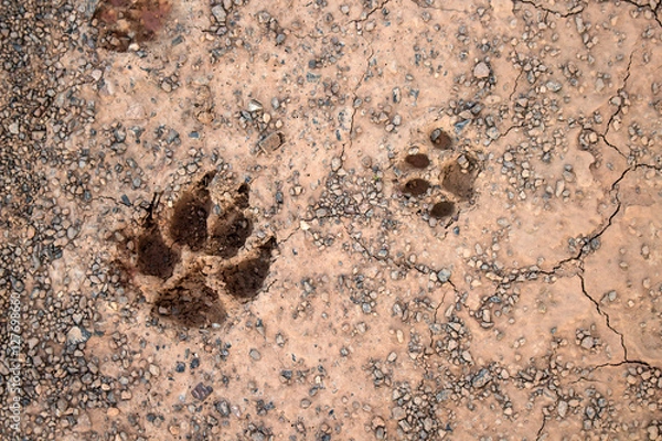 Obraz Footprints dog