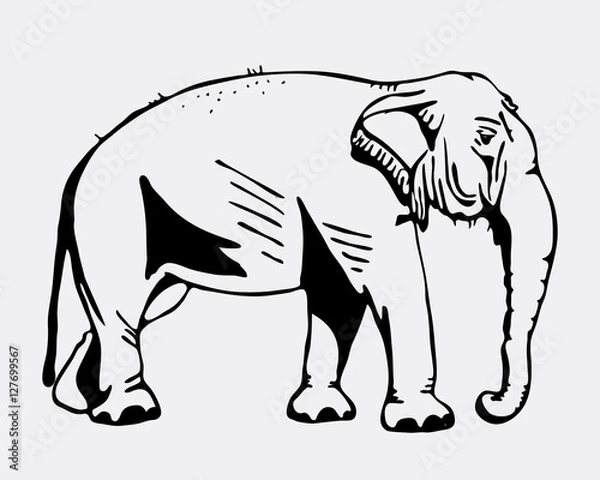 Obraz Hand-drawn pencil graphics, elephant. Engraving, stencil style.