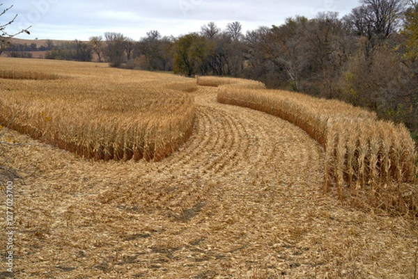 Obraz Fall corn harvest in Nebraska