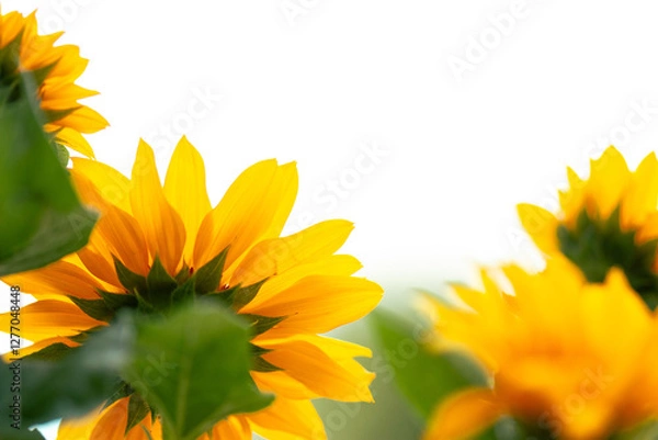 Obraz sunflowers on a white background
