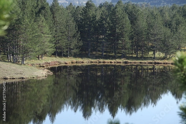 Obraz Lake  in the forest