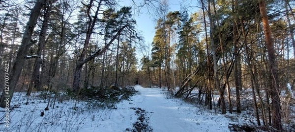 Obraz forest in winter
