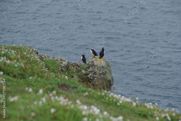 Obraz Puffins by ocean