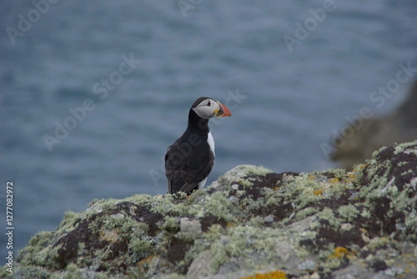 Obraz Atlantic puffin on rock