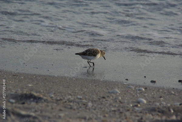 Obraz Sandpiper on beach