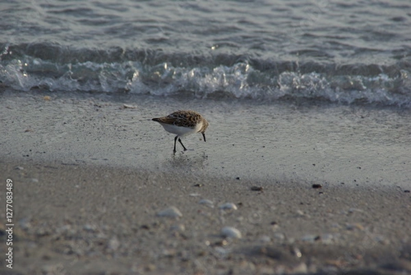 Obraz Bird by wave on beach