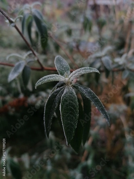 Obraz Close-up of dark green leaves dusted with light frost, showcasing delicate frost patterns. A serene and refreshing image perfect for nature, winter, and seasonal projects.