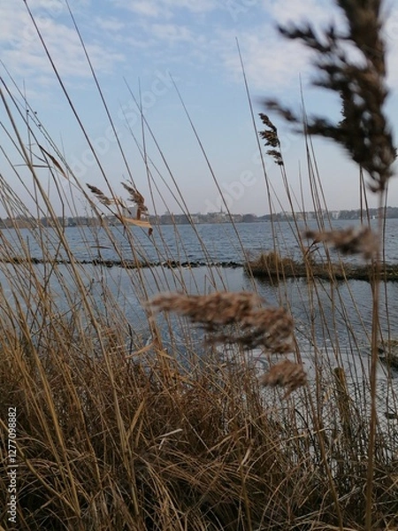 Obraz A close-up of golden grass spikes from an unknown plant, gently swaying in the breeze. In the background, a calm lake with a still surface, extending to the horizon under a clear sky.