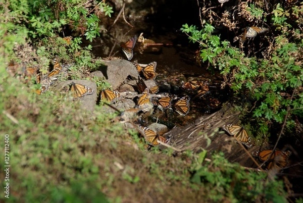 Obraz Monarch butterflies in stream