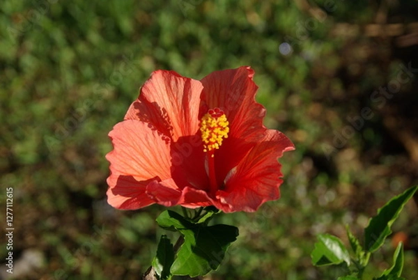 Obraz Single Red hibiscus flower