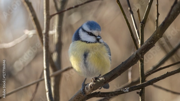 Obraz Birds in Espoo 