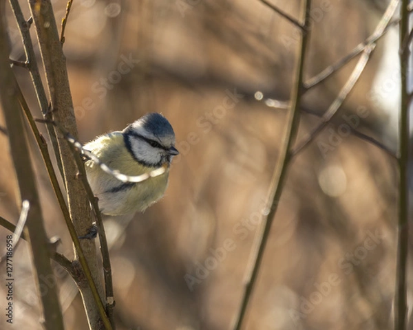 Fototapeta Birds in Espoo 