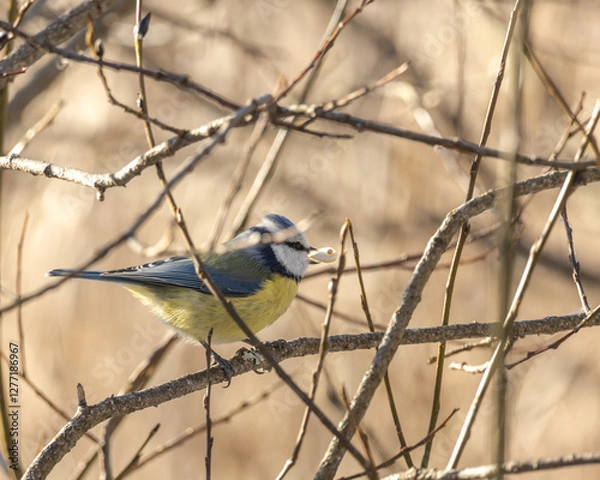 Obraz Birds in Espoo 