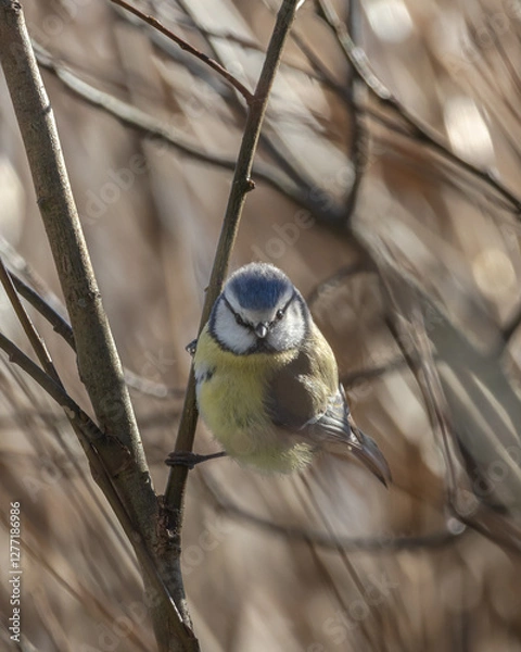 Obraz Birds in Espoo 