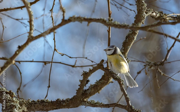 Obraz Birds in Espoo 