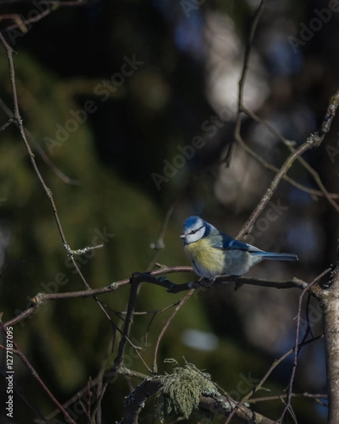 Obraz Birds in Espoo 