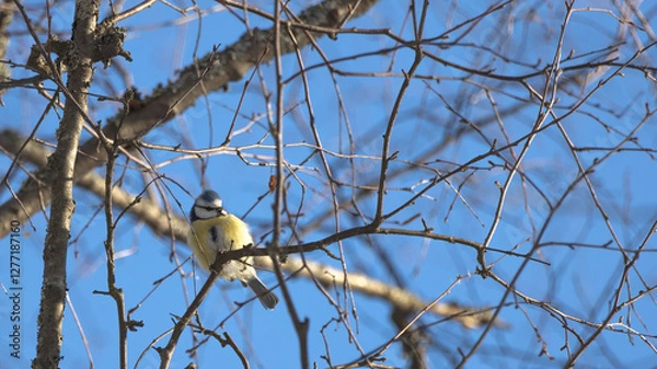 Fototapeta Birds in Espoo 