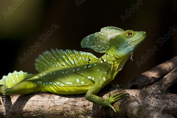 Obraz Basilisco verde, Costa Rica
