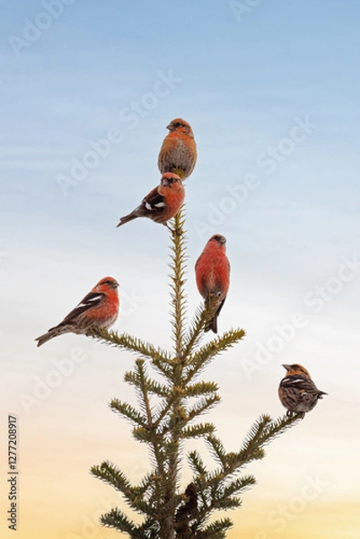 Obraz White Winged Crossbills Perched