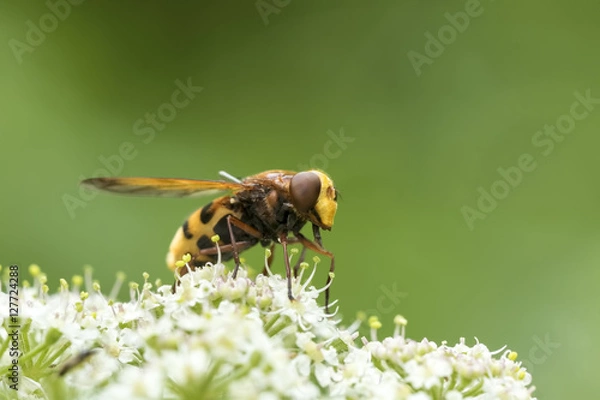 Fototapeta Volucella zonaria, hornet mimic hoverfly