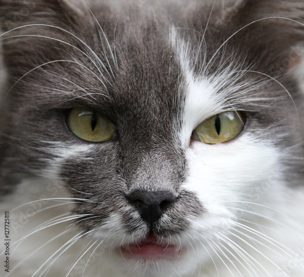 Fototapeta Cat closeup