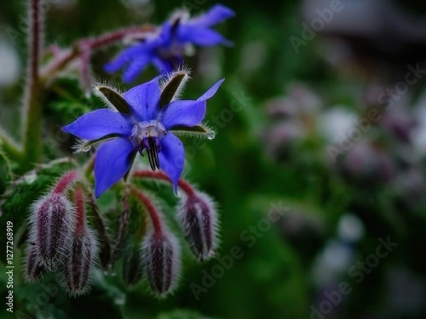 Fototapeta Closeup photo of purple Borage flower edible plant with blurry background.  Outside in nature garden. Ready for your meme, text copy, messages, and marketing.