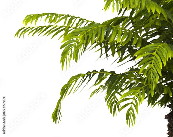 Obraz fern branch isolated transparent background. PNG fern leaves isolated transparent. miniature tree fern. fern plant isolated white. Blechnum Gibbum. Silver Lady, Dwarf Tree Fern. Oceaniopteris gibba.