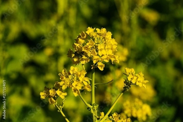 Fototapeta 日出町の菜の花