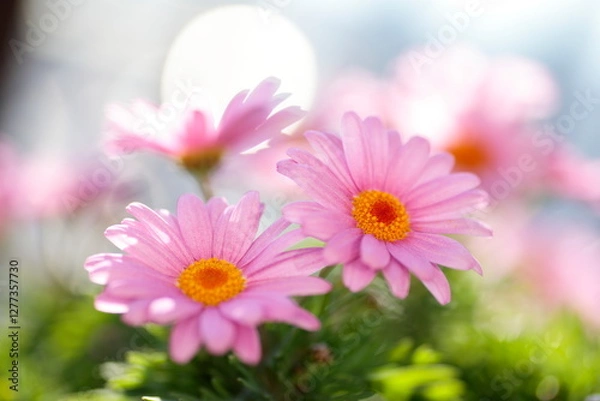 Obraz ピンクのマーガレット