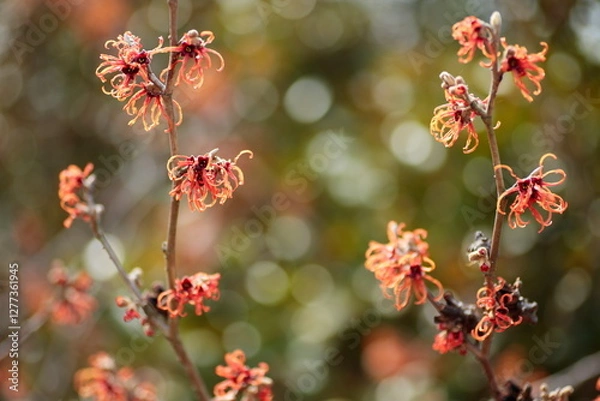 Obraz オレンジ色のマンサク