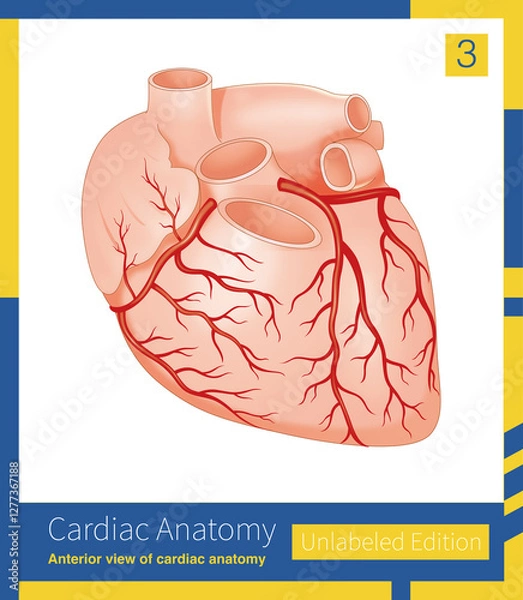 Obraz The coronary arteries are divided into the left coronary artery and the right coronary artery system.

