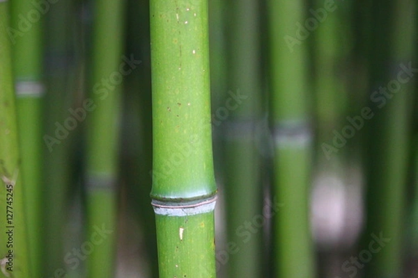 Obraz bamboo