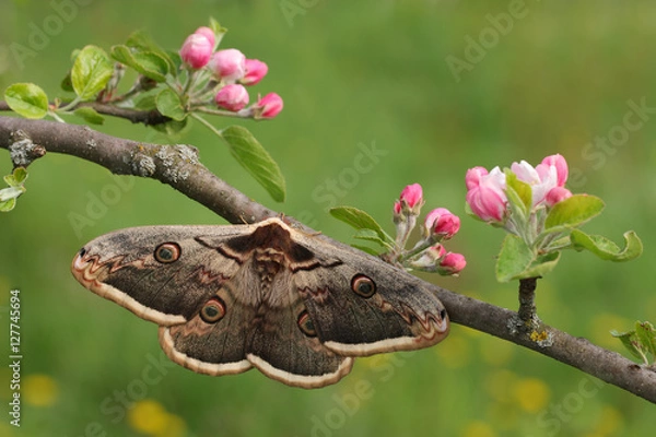 Obraz Giant peacock moth