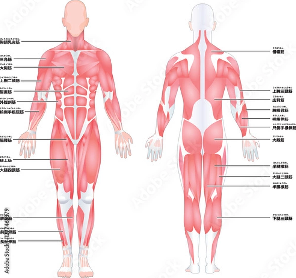 Obraz 身体全身の筋肉