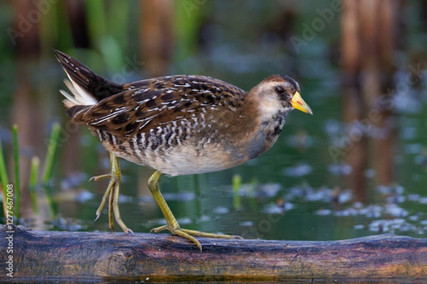 Obraz Sora (Porzana carolina) walking along a log in a marsh - Huron County, Ontario