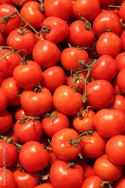 Obraz tomatoes