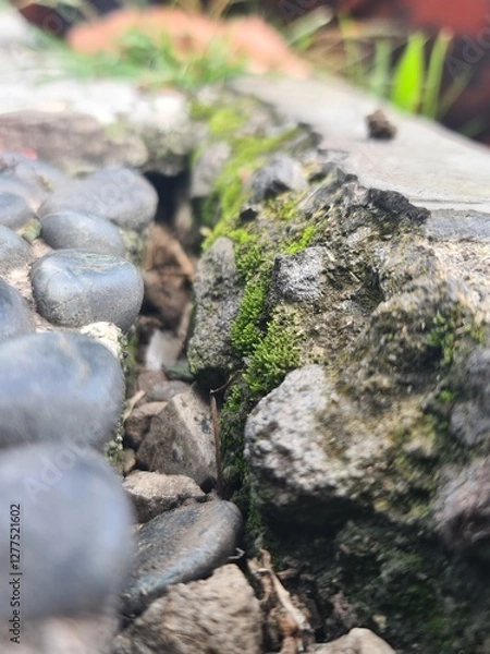 Obraz moss on stone