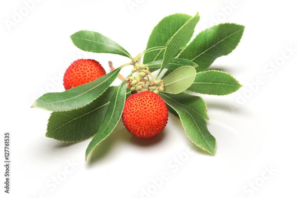 Obraz corbezzolo su sfondo bianco