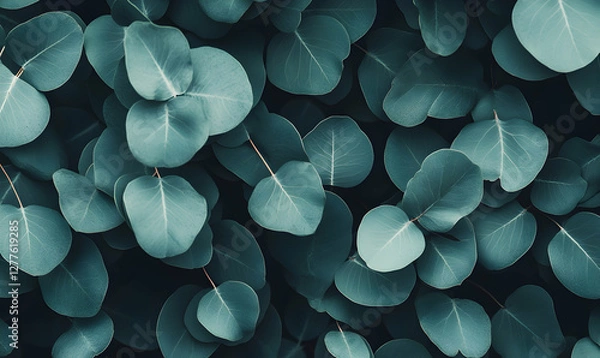 Fototapeta Lush, teal-toned eucalyptus leaves create a vibrant, natural background texture. Perfect for design projects needing a botanical touch.