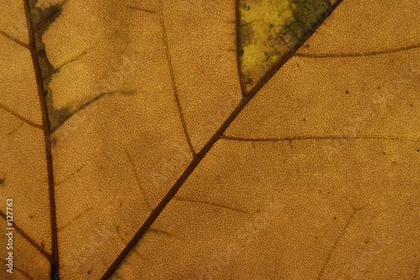 Obraz herbstblatt makro